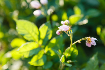 potato flowers in green garden