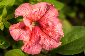 petunia