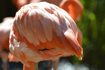 flamant rose