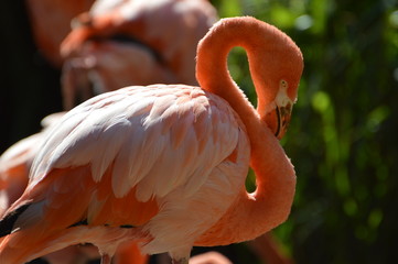 flamant rose