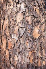 Tree Bark Texture Closeup