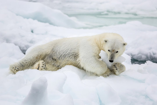 Adult polar bear (Ursus maritimus) stretching on first year sea ice in Olga Strait, near Edgeoya, Svalbard, Arctic