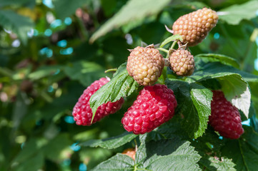 garden raspberries on a branch