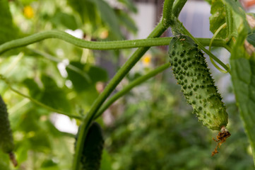cucumber growing in the garden