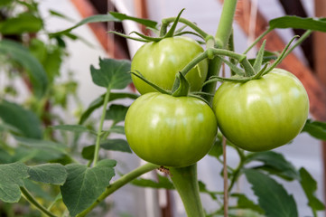 green tomatoes grow in the garden