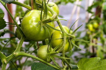 green tomatoes grow in the garden