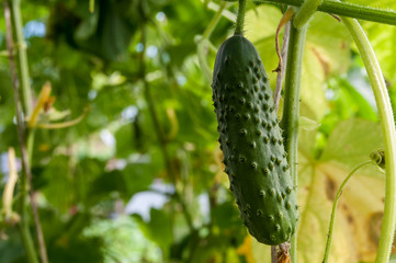 cucumber growing in the garden