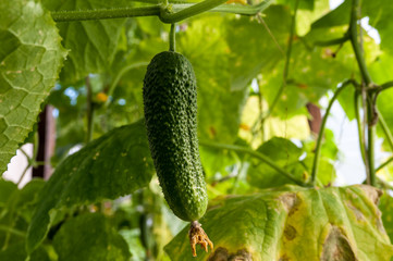 cucumber growing in the garden