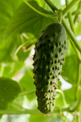 cucumber growing in the garden