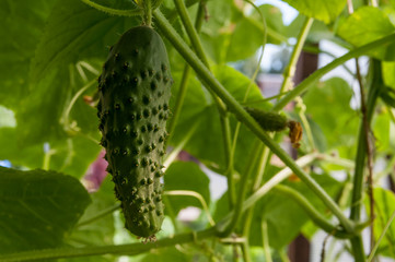 cucumber growing in the garden