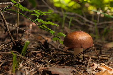 Mushroom in the forest close up