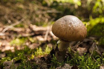 Mushroom in the forest close up