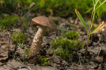 Mushroom in the forest close up