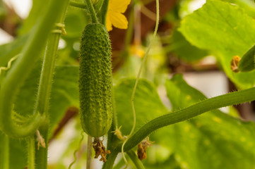cucumber growing in the garden