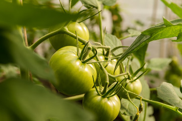 green tomatoes grow in the garden