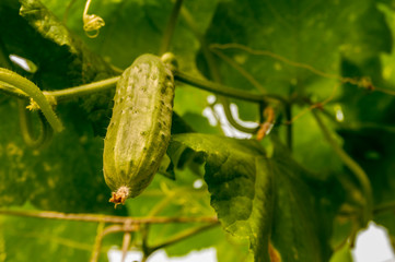 cucumber growing in the garden