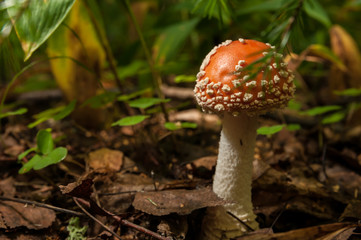 Mushroom in the forest close up