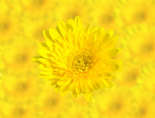 Abstract Spring Yellow chrysanthemum flowers close up isolated on blur flower background.