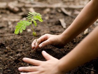Close up kid hand planting young tree