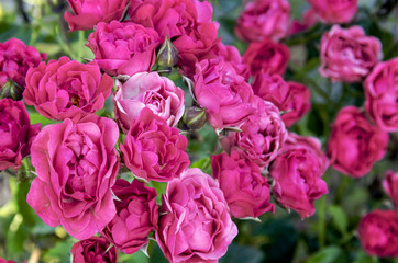 Bushes of roses.