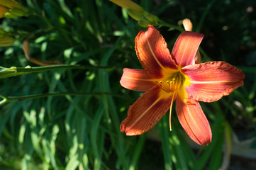 Lilie im Halbschatten