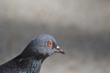 pigeon