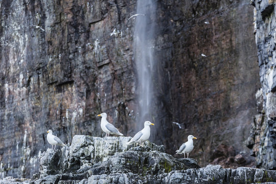 Adult glaucous gulls (Larus hyperboreus) at Bjornoya, Bear Island