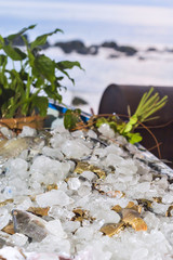 Various fresh seafood on ice exposition at the outdoor restaurant