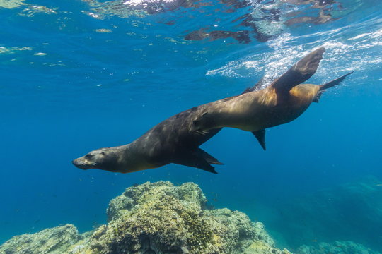 California sea lions (Zalophus californianus) underwater at Los Islotes, Baja California Sur, Mexico