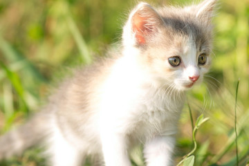 Obraz na płótnie Canvas small fluffy kitten walking on nature