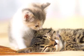 Papier Peint photo autocollant Chat kitten  licks leeping cat