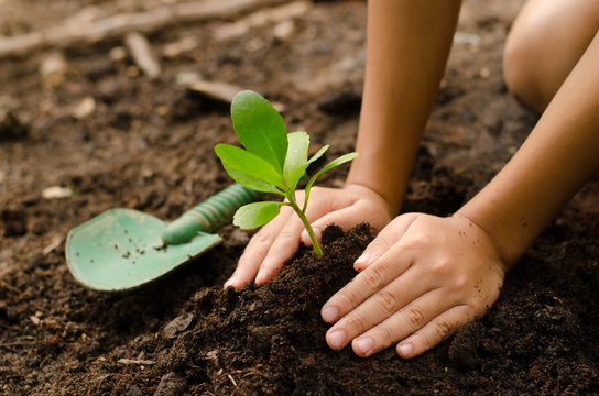 Close up kid hand planting young tree