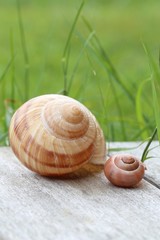 zwei Schneckenhäuser