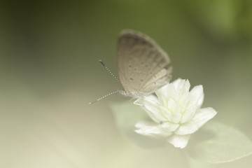 Pale grass blue butterfly with soft filter background