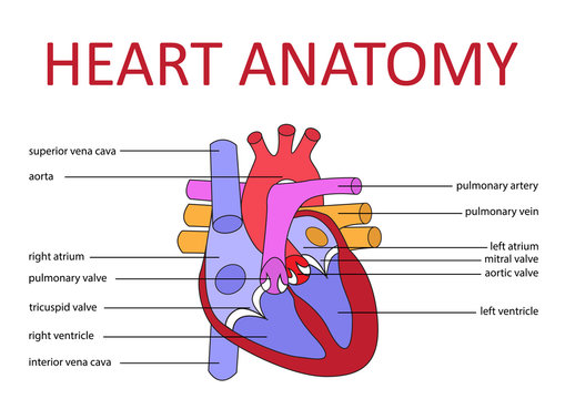 human heart anatomy schematic diagram. vector illustration