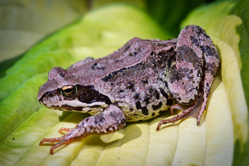 Frog on a hosta leaf
