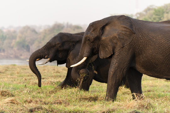 African elephants (Loxodonta africana), Chobe National Park, Botswana