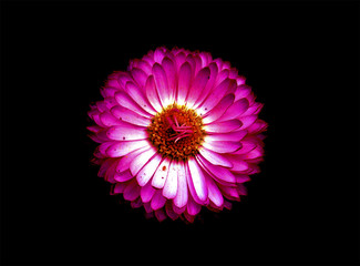 Fototapeta premium bellis perennis black background