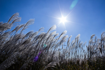 Obraz premium 억새