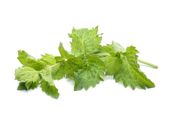 Mint leaf isolated on white background