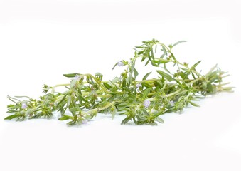 Thyme fresh herb isolated on white background
