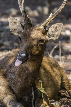 Adult buck Timor rusa deer (Cervus timorensis), Komodo National Park, Komodo Island, Indonesia