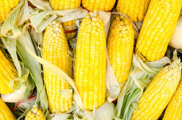 Texture of Dried corn background