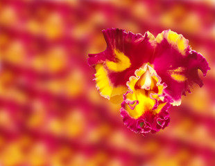 Abstract Spring orchid flowers close up isolated on blur flower background.
