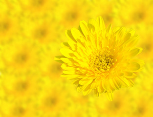 Abstract Spring Yellow chrysanthemum flowers close up isolated on blur flower background.