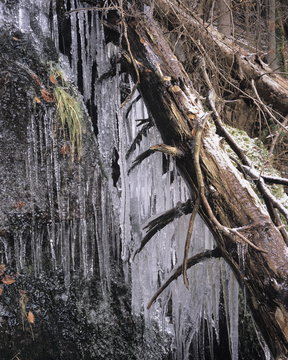 Icy tree, near Baiersbronn, Black Forest, Baden Wurttemberg, Germany