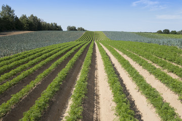 Fototapeta na wymiar Karotten auf einem Feld