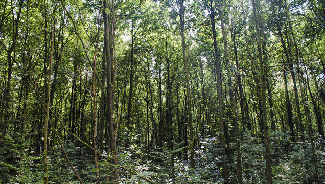 Wald mit etwas Sonnenlicht durchflutet