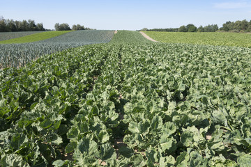 Rosenkohl auf einem Feld