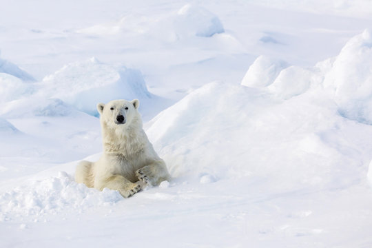 Adult polar bear (Ursus maritimus) in day bed on first year sea ice in Olga Strait, near Edgeoya, Svalbard, Arctic
